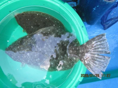 大洗丸の2026年1月25日(日)3枚目の写真