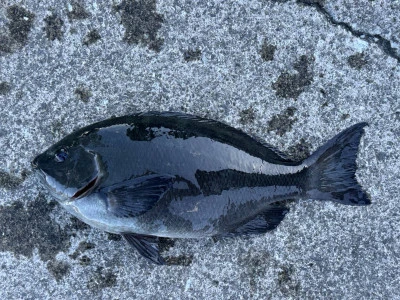 渡船民宿倉の下の2026年1月23日(金)1枚目の写真