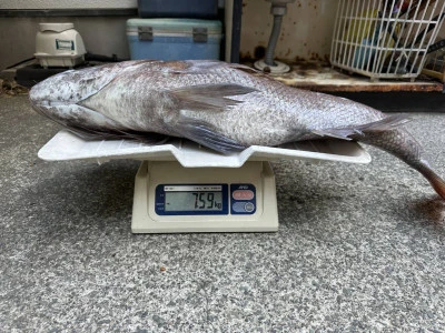 渡船民宿倉の下の2026年1月24日(土)2枚目の写真