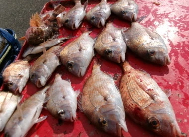 奥村釣船の2026年1月24日(土)1枚目の写真