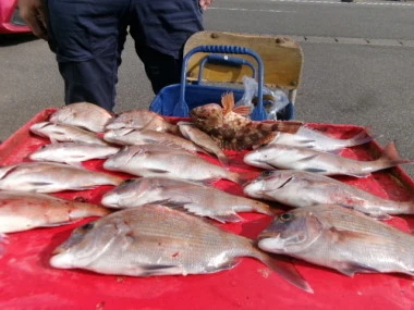 奥村釣船の2026年1月24日(土)2枚目の写真