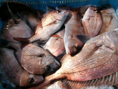 奥村釣船の2026年1月24日(土)3枚目の写真