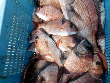 奥村釣船の2026年1月24日(土)4枚目の写真