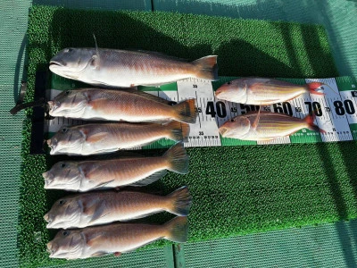 愛晃丸フィッシングの2026年1月26日(月)3枚目の写真