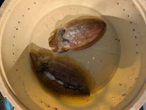 松新丸の2026年1月27日(火)5枚目の写真