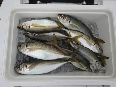 釣船 五郎丸の2026年1月28日(水)4枚目の写真