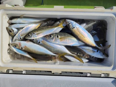 釣船 五郎丸の2026年1月29日(木)4枚目の写真