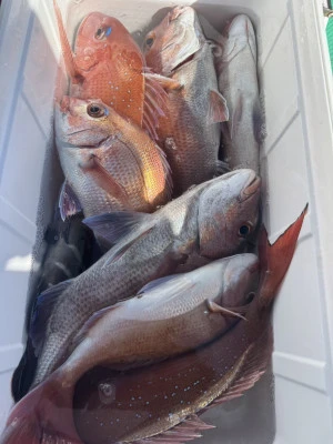 日正丸の2026年1月31日(土)5枚目の写真