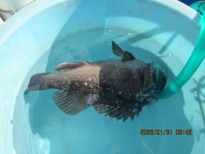 大洗丸の2026年1月31日(土)3枚目の写真