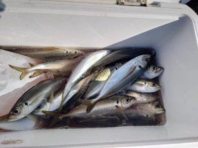 釣船 五郎丸の2026年2月1日(日)4枚目の写真