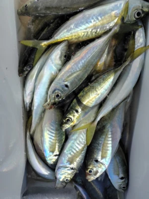 勘次郎丸の2026年2月2日(月)4枚目の写真