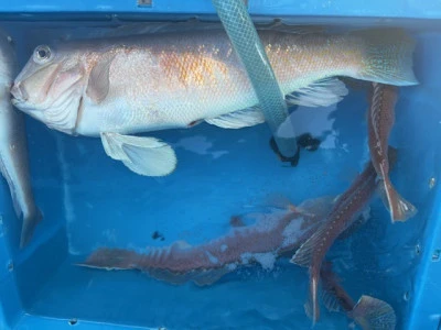 恵漁丸の2026年2月3日(火)2枚目の写真