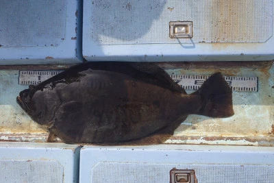 釣り船 秀進丸の2026年2月4日(水)4枚目の写真