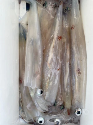 大春丸の2026年2月5日(木)2枚目の写真