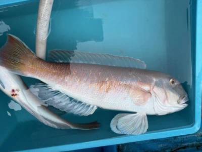 恵漁丸の2026年2月5日(木)1枚目の写真