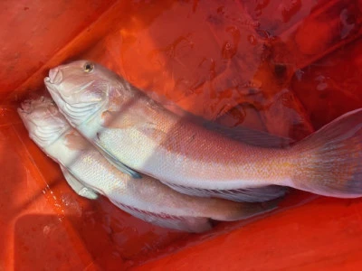 恵漁丸の2026年2月5日(木)2枚目の写真