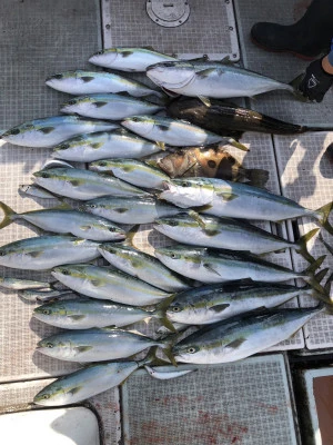 ARCADIA SALTWATER SERVICEの2026年2月5日(木)5枚目の写真