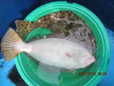 大洗丸の2026年2月6日(金)2枚目の写真