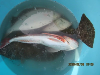 大洗丸の2026年2月6日(金)3枚目の写真