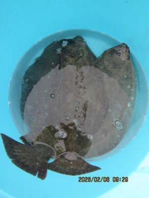 大洗丸の2026年2月6日(金)4枚目の写真