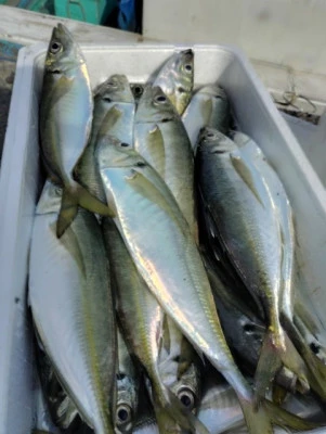 勘次郎丸の2026年2月6日(金)4枚目の写真