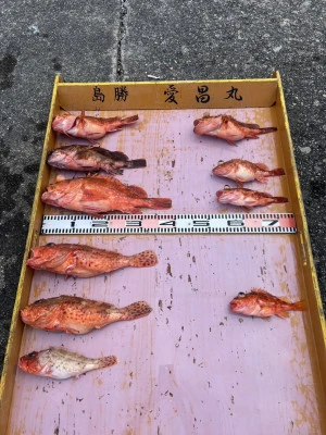 愛昌丸の2026年2月6日(金)5枚目の写真