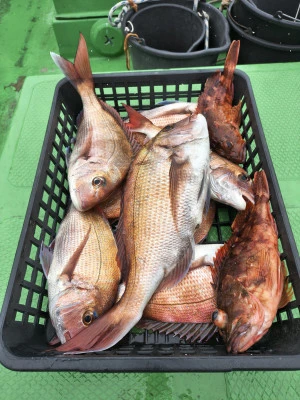 豊丸の2026年2月7日(土)5枚目の写真