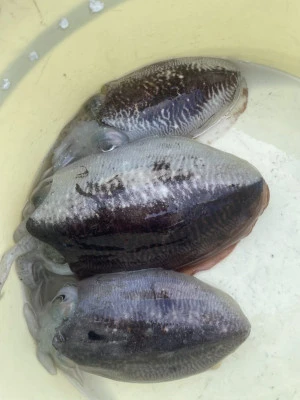 松新丸の2026年2月6日(金)5枚目の写真