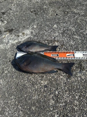 渡船 まさ丸の2026年2月7日(土)1枚目の写真