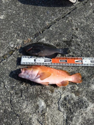 渡船 まさ丸の2026年2月7日(土)2枚目の写真