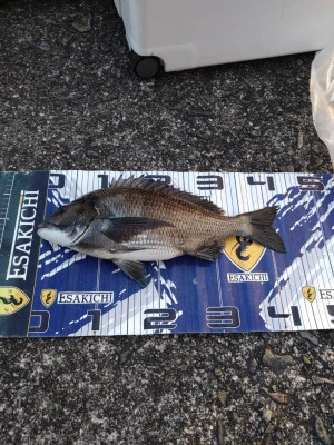 渡船 まさ丸の2026年2月7日(土)3枚目の写真