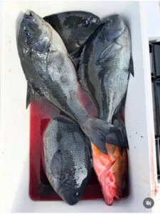 蝶栄丸の2026年1月26日(月)3枚目の写真