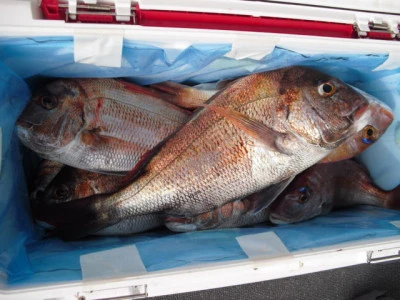 絢美丸の2025年12月11日(木)3枚目の写真