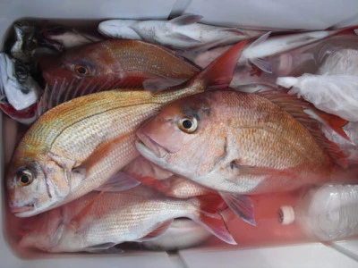 絢美丸の2025年12月11日(木)4枚目の写真