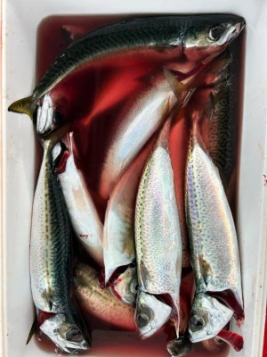 にゃんこ丸の2026年2月6日(金)1枚目の写真