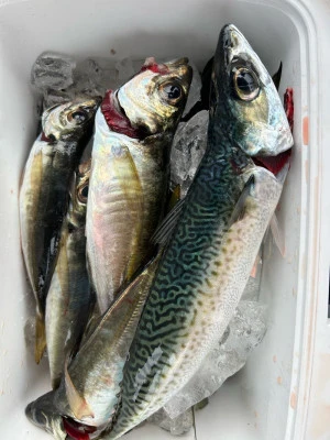 にゃんこ丸の2026年2月6日(金)2枚目の写真