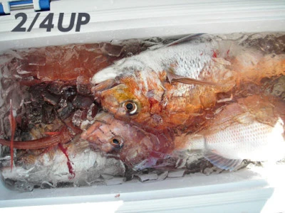 遊漁船日光の2026年2月4日(水)2枚目の写真