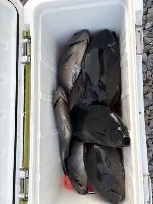 ふかしま丸の2026年2月4日(水)2枚目の写真