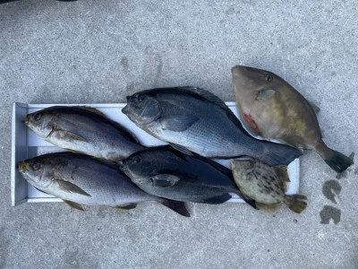 第３ 正幸丸の2026年2月1日(日)2枚目の写真