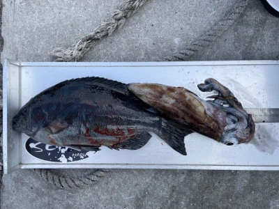 第３ 正幸丸の2026年2月1日(日)3枚目の写真