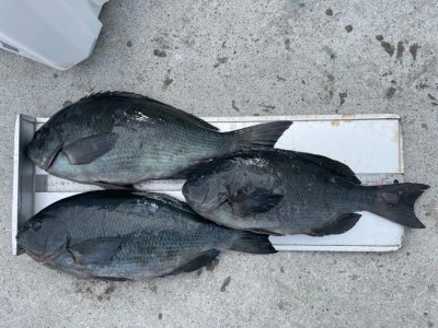 第３ 正幸丸の2026年2月4日(水)4枚目の写真