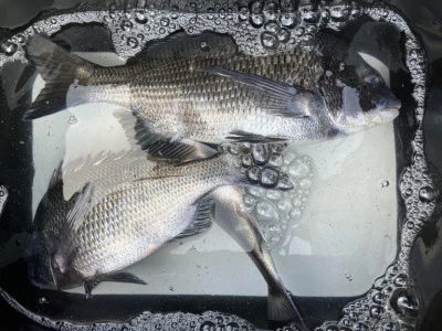 海の都 勢力丸の2026年2月1日(日)4枚目の写真