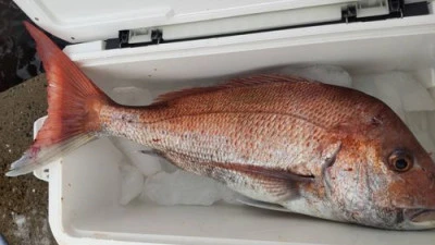 金盛丸の2026年1月31日(土)1枚目の写真