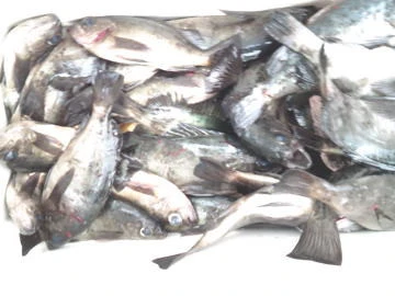 五郎丸の2026年2月7日(土)4枚目の写真