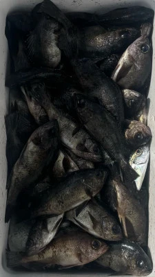 さくらの2026年2月4日(水)1枚目の写真