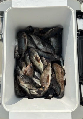 さくらの2026年2月7日(土)1枚目の写真