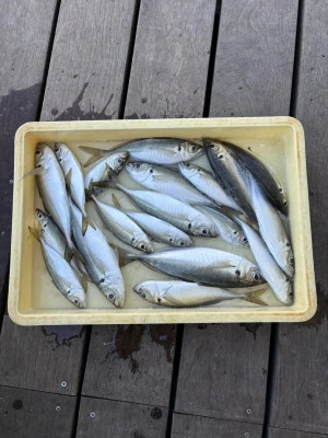 荒川屋の2026年2月9日(月)1枚目の写真