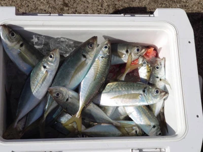 釣船 五郎丸の2026年2月9日(月)3枚目の写真