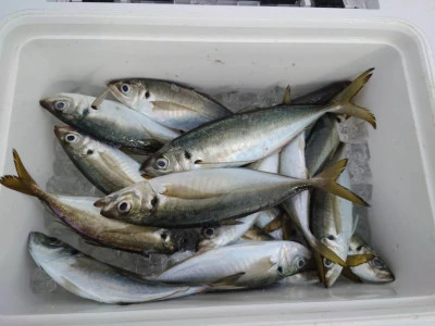 釣船 五郎丸の2026年2月10日(火)2枚目の写真