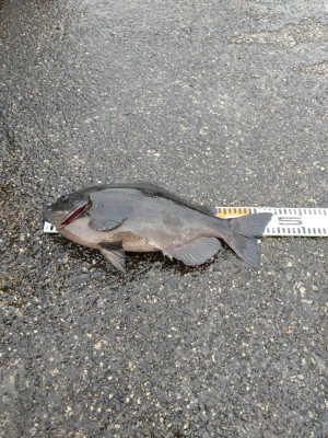 渡船 まさ丸の2026年2月10日(火)1枚目の写真